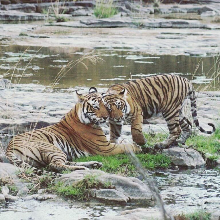 Iconic Bengal tiger of ranthambore national park