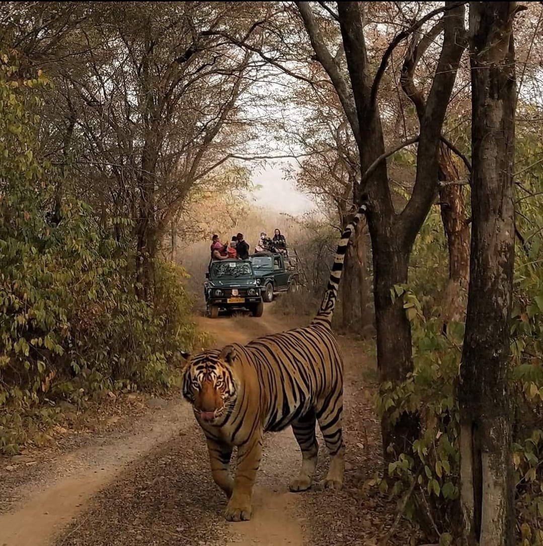 Tiger in Ranthambore National Park near Baghin Resort