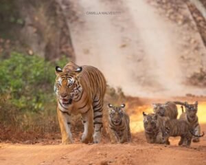 Wildlife experience near Ranthambore Tiger Reserve